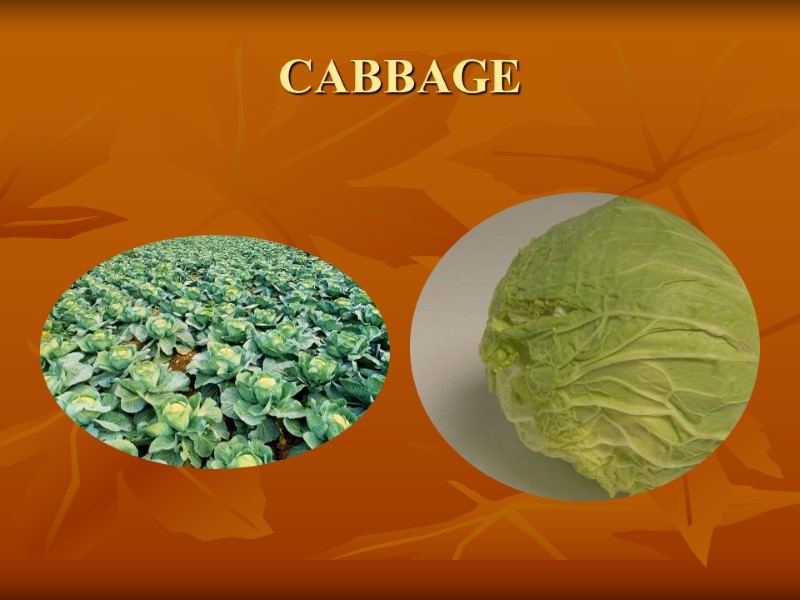 CABBAGE